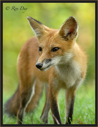 Red Fox (Vulpes vulpes)